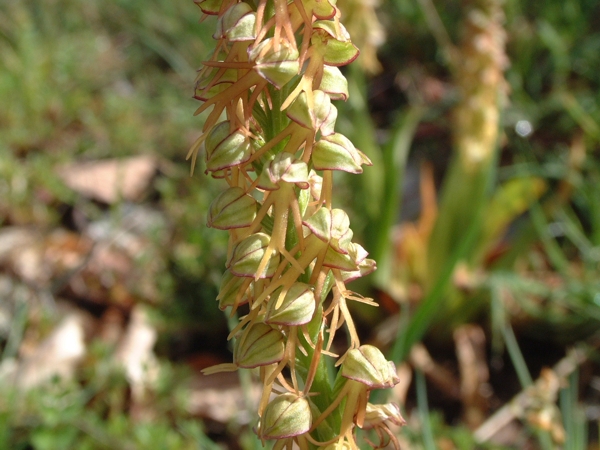 Coeloglossum viride e Orchis anthropophora